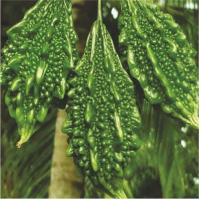 HY BITTER GOURD KAVYA 1212